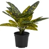 Kunstplant In Pot Pauwenplant Groen